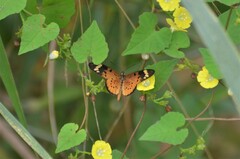 Acraea encedon