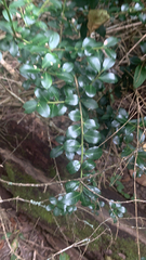 Ilex crenata