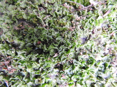 Pellia neesiana