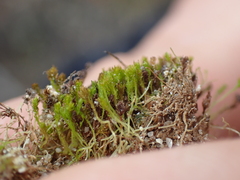 Takakia
