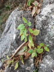 Parietaria judaica