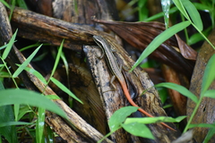 Sphenomorphus dussumieri