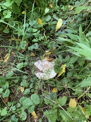 Agaricus placomyces