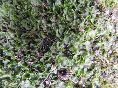 Pellia neesiana