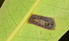 Phyllosticta