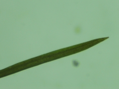 Potamogeton trichoides