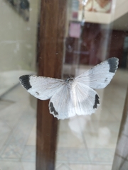 Sericoptera mahometaria