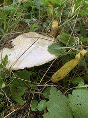 Agaricus placomyces