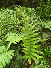 Blechnum chilense