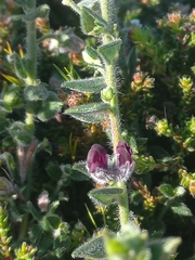 Amphithalea rostrata