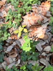 Toxicodendron