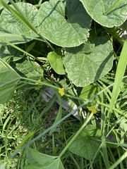 Cucumis melo