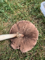 Agaricus placomyces
