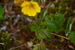 Geum calthifolium