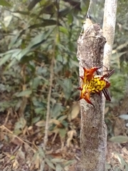 Micrathena fissispina