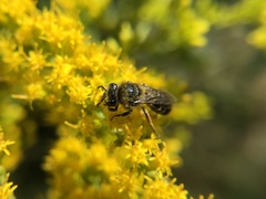 Colletes simulans