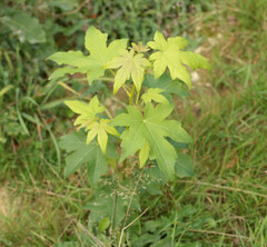Liquidambar styraciflua
