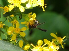 Parancistrocerus perennis