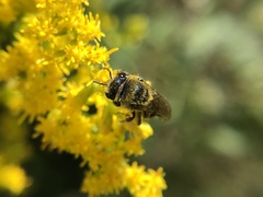 Colletes simulans