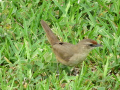 Phacellodomus rufifrons