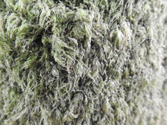 Amblystegium serpens