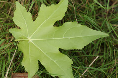 Liquidambar styraciflua