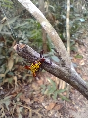 Micrathena fissispina