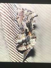Autographa precationis