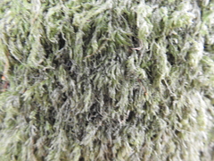 Amblystegium serpens