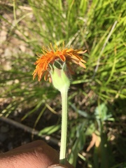 Agoseris aurantiaca