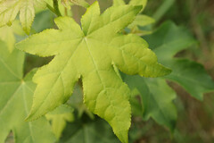 Liquidambar styraciflua