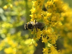 Colletes simulans