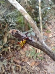 Micrathena fissispina