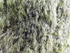 Amblystegium serpens