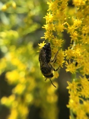 Colletes simulans