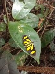 Cyllopoda claudicula