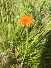 Agoseris aurantiaca