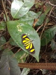 Cyllopoda claudicula