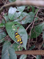 Cyllopoda claudicula