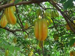 Averrhoa carambola