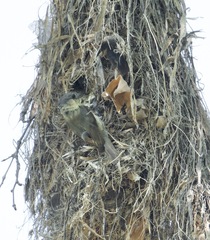 Pachyramphus aglaiae