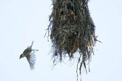 Pachyramphus aglaiae