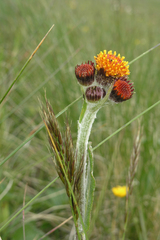 Tephroseris integrifolia