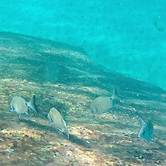 Diplodus sargus