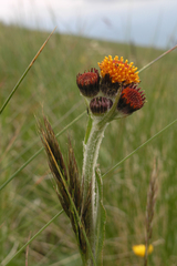 Tephroseris integrifolia