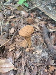 Agaricomycotina