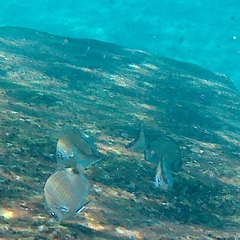 Diplodus sargus