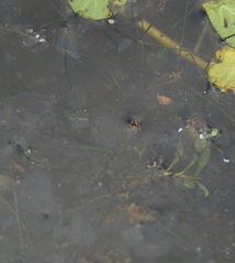 Potamogeton trichoides
