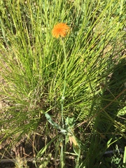 Agoseris aurantiaca