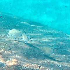 Diplodus sargus